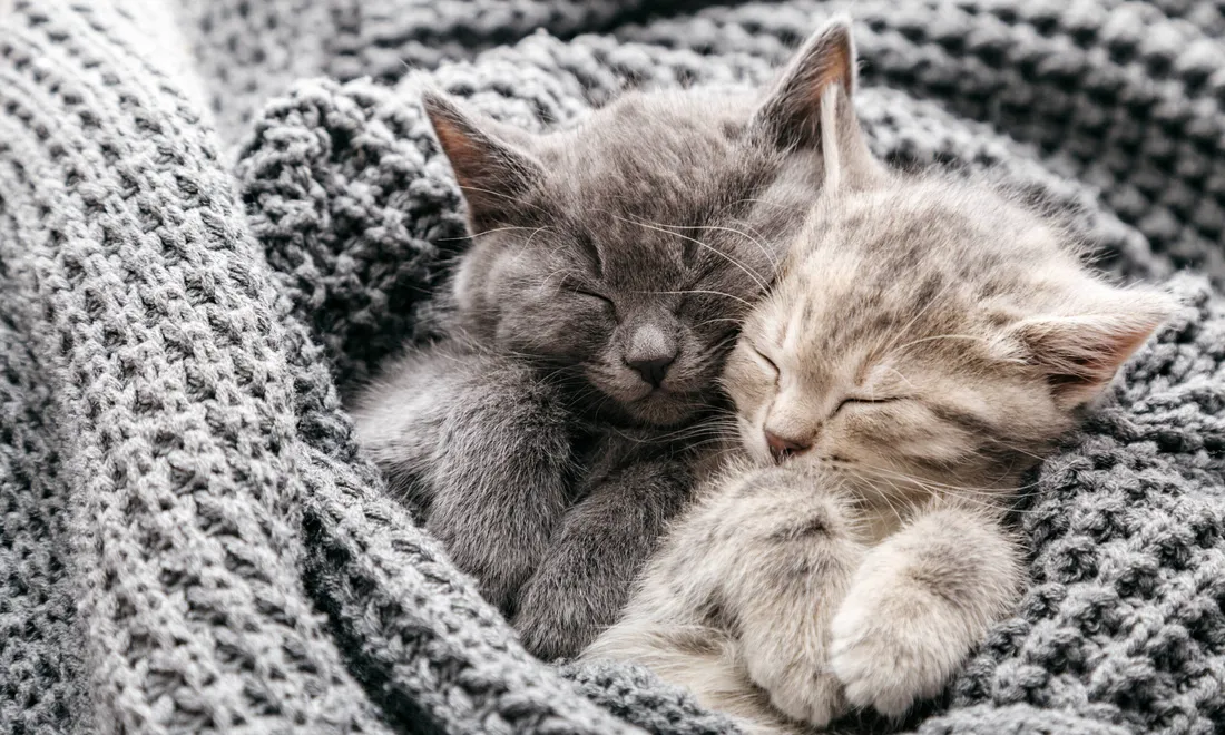 Katze schläft eingekuschelt in einer Decke