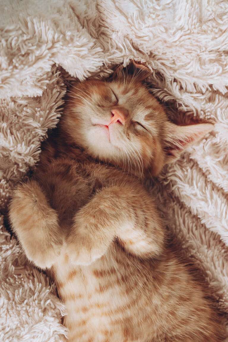 Süßes kleines rotes Kätzchen schläft auf dem Rücken auf einer cremefarbenen weichen Decke.